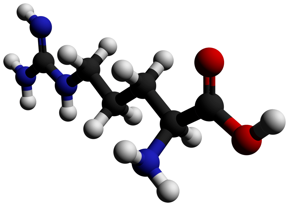 Arginin in Erectil