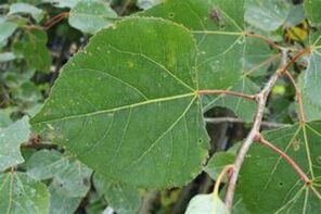 Aspen verwendet, um die Leistung zu verbessern